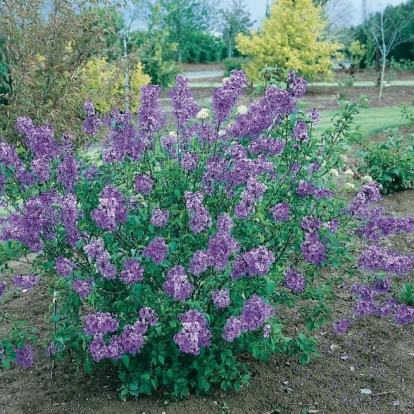 Syringa CHINENSIS