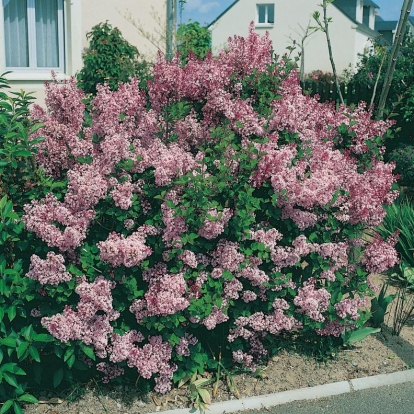 Syringa MICROPHYLLA 'SUPERBA'