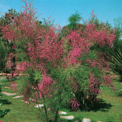 Tamarix RAMOSISSIMA