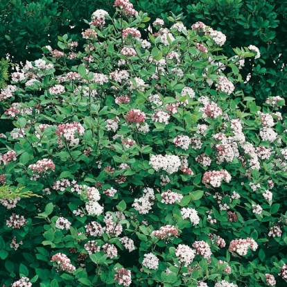 Viburnum CARLESII