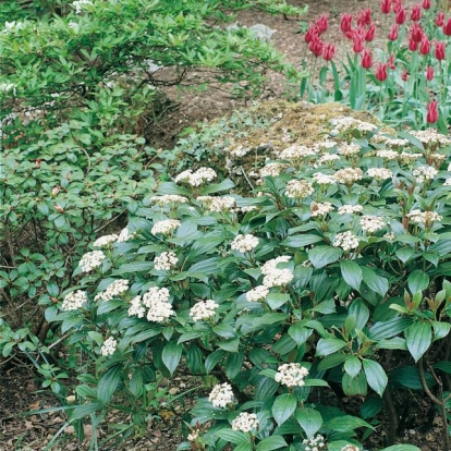 Viburnum DAVIDII