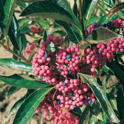 Viburnum NUDUM 'PINK BEAUTY' frutti