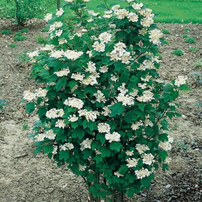 Viburnum OPULUS 'XANTHO CARPUM'