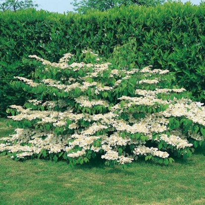 Viburnum PLICATUM 'LANARTH'