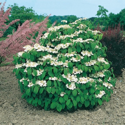 Viburnum PLICATUM 'SHASTA'