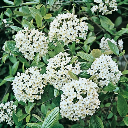 Viburnum x BURKWOODII