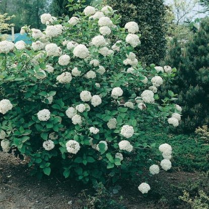 Viburnum x CARLCEPHALUM