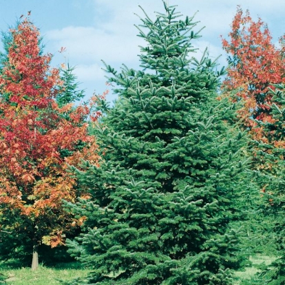 Abies NORDMANNIANA