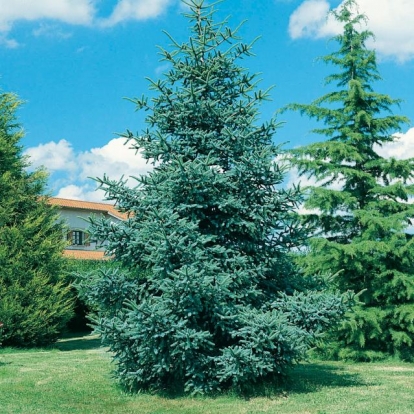 Abies PINSAPO 'GLAUCA'