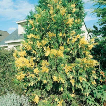 Calocedrus DECURRENS 'AUREOVARIEGATA'