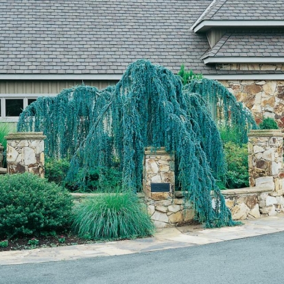 Cedrus ATLANTICA 'GLAUCA PENDULA'