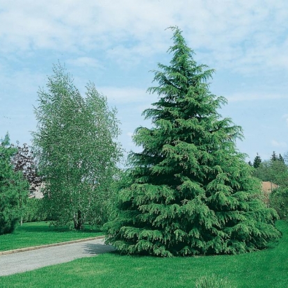 Cedrus DEODARA