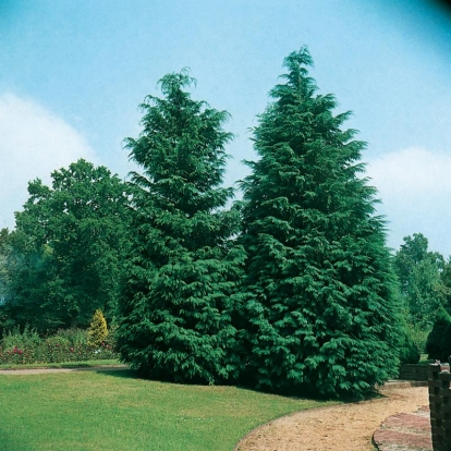 Chamaecyparis LAWSONIANA