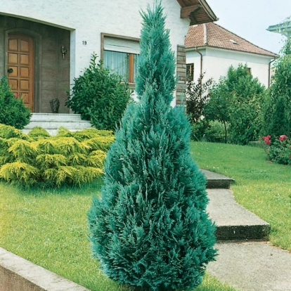 Chamaecyparis LAWSONIANA 'ALUMII'