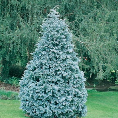 Chamaecyparis LAWSONIANA 'PEMBURY BLUE'