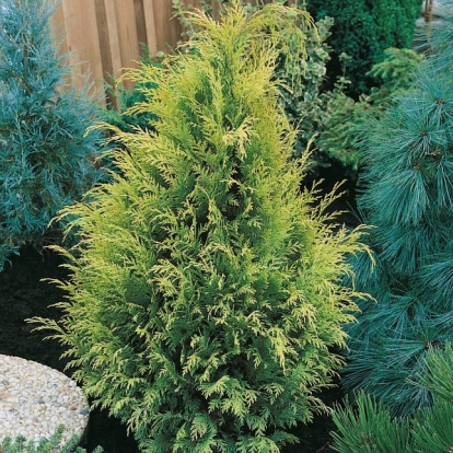 Chamaecyparis LAWSONIANA 'STARDUST'