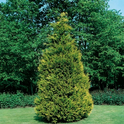 Chamaecyparis LAWSONIANA 'STSTEWARTII'