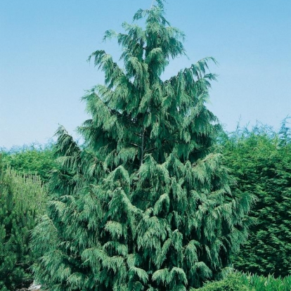 Chamaecyparis NOOTKATENSIS 'GLAUCA'