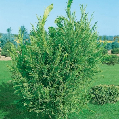 Cryptomeria JAPONICA 'CRISTATA'