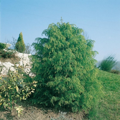 Cryptomeria JAPONICA 'ELEGANS VIRIDIS'