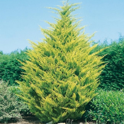 Cupressus MACROCARPA 'LUTEA'