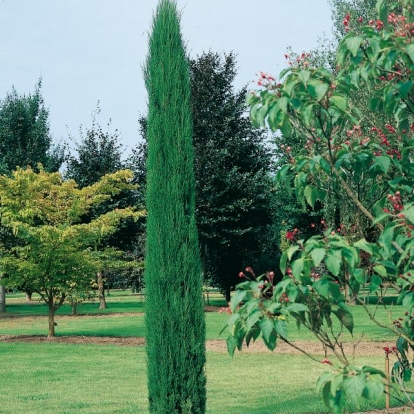 Cupressus SEMPERVIRENS 'TOTEM'