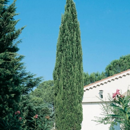 Cupressus SEMPERVIRENS SANCOREY® 'Sancorey'