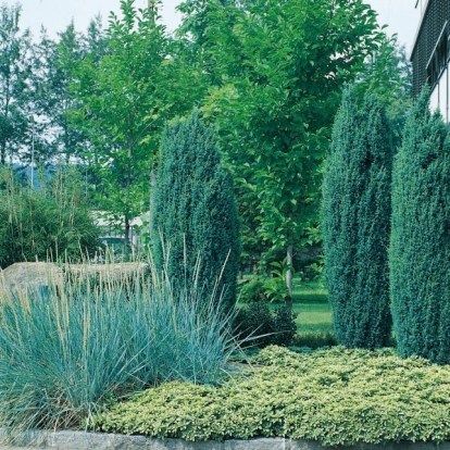 Juniperus COMMUNIS 'HIBERNICA'