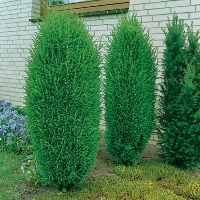 Juniperus COMMUNIS 'SUECICA'