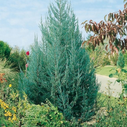 Juniperus VIRGINIANA 'BLUE HAVEN'