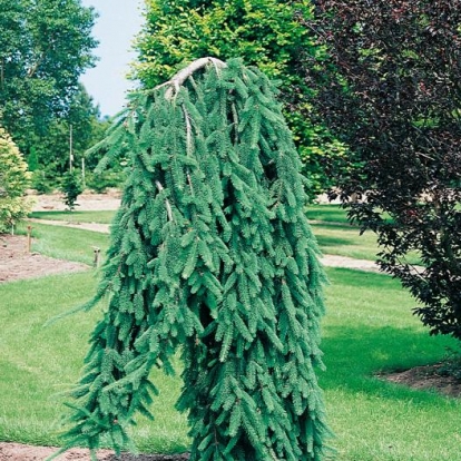 Picea ABIES 'INVERSA'