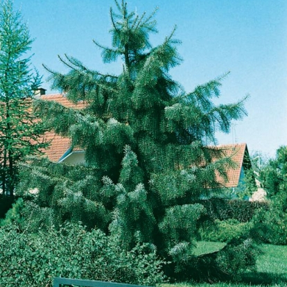 Picea BREWERIANA
