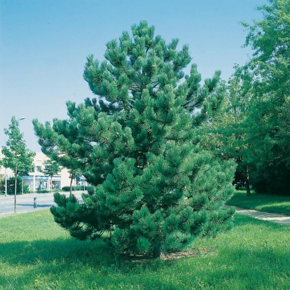 Pinus NIGRA SSP NIGRA = AUSTRIACA