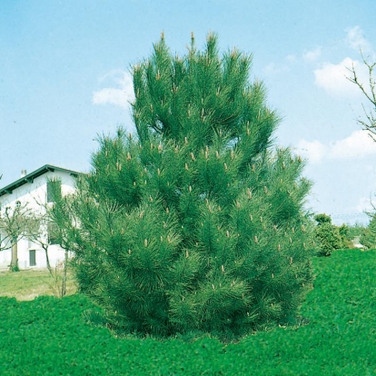 Pinus PINASTER (Pino marittimo)