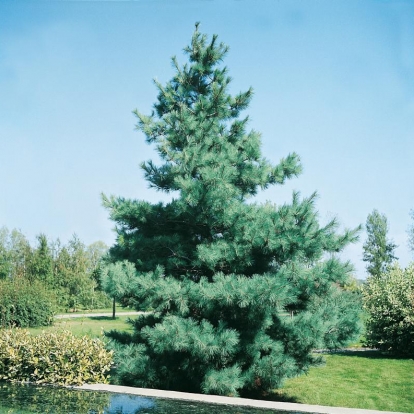 Pinus STROBUS