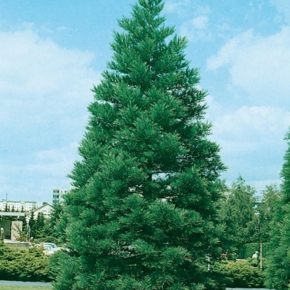 Sequoiadendron GIGANTEUM