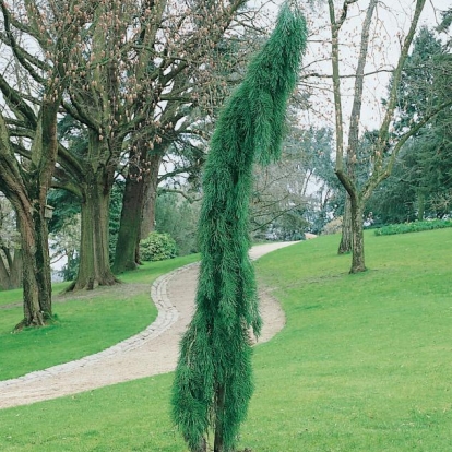 Sequoiadendron GIGANTEUM 'PENDULUM'