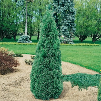 Thuja OCCIDENTALIS 'EMERAUDE' (SMARAGD')