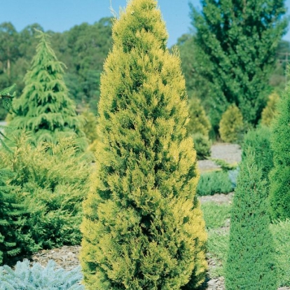 Thuja OCCIDENTALIS 'PYRAMIDALIS COMPACTA'