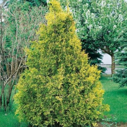 Thuja PLICATA 'ZEBRINA' = 'AUREOVARIEGATA'