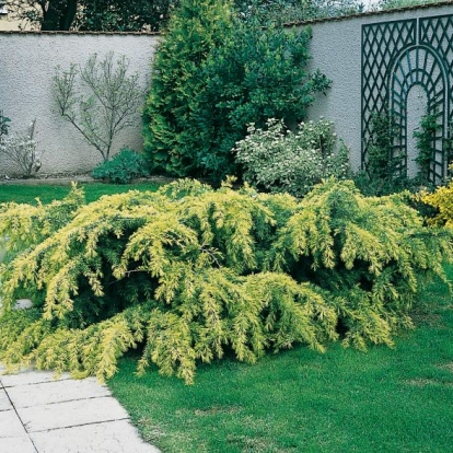 Cedrus DEODARA 'GOLDEN HORIZON'