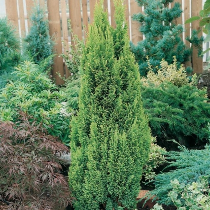 Chamaecyparis LAWSONIANA 'ELLWOODII'S GOLD'