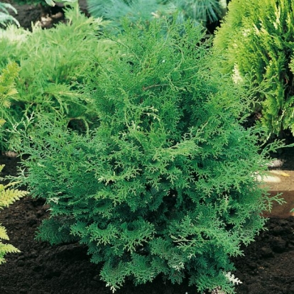 Chamaecyparis OBTUSA 'GRACIOSA'