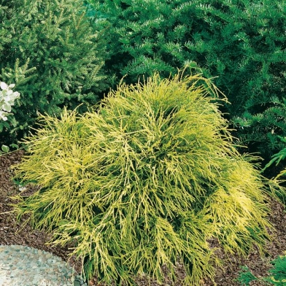 Chamaecyparis PISIFERA 'SUNGOLD'