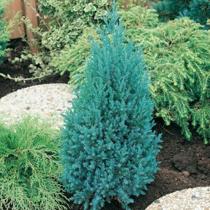 Juniperus CHINENSIS 'STRICTA'