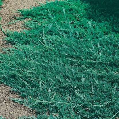 Juniperus HORIZONTALIS 'WILTONII'