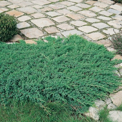 Juniperus PROCUMBENS 'NANA'