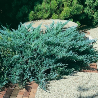 Juniperus SABINA 'BLUE DANUBE'