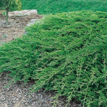 Juniperus SABINA 'BUFFALO'