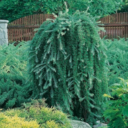 Larix KAEMPFERI 'BLUE RABBIT WEEPING'